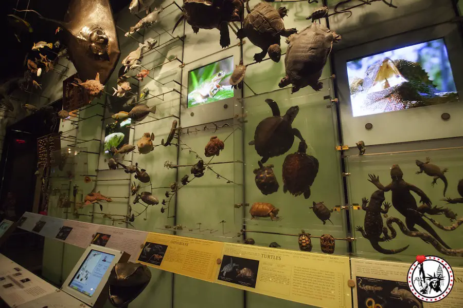 A la decouverte du musee d'histoire naturelle de New York