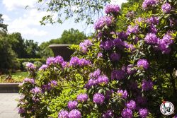 le bon plan gratuit du Brooklyn Botanic Garden