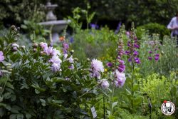 le bon plan gratuit du Brooklyn Botanic Garden