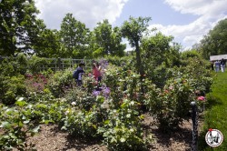 le bon plan gratuit du Brooklyn Botanic Garden