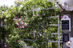 le bon plan gratuit du Brooklyn Botanic Garden