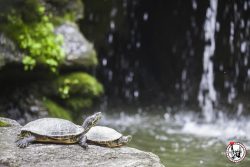 le bon plan gratuit du Brooklyn Botanic Garden