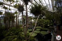 le bon plan gratuit du Brooklyn Botanic Garden