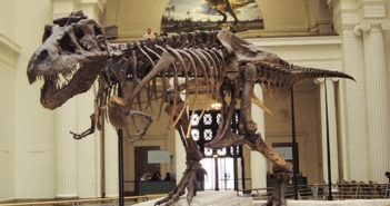 Musée d’histoire naturelle de New York : un lieu qui réserve de belles surprises ! collections musée d'histoire naturelle